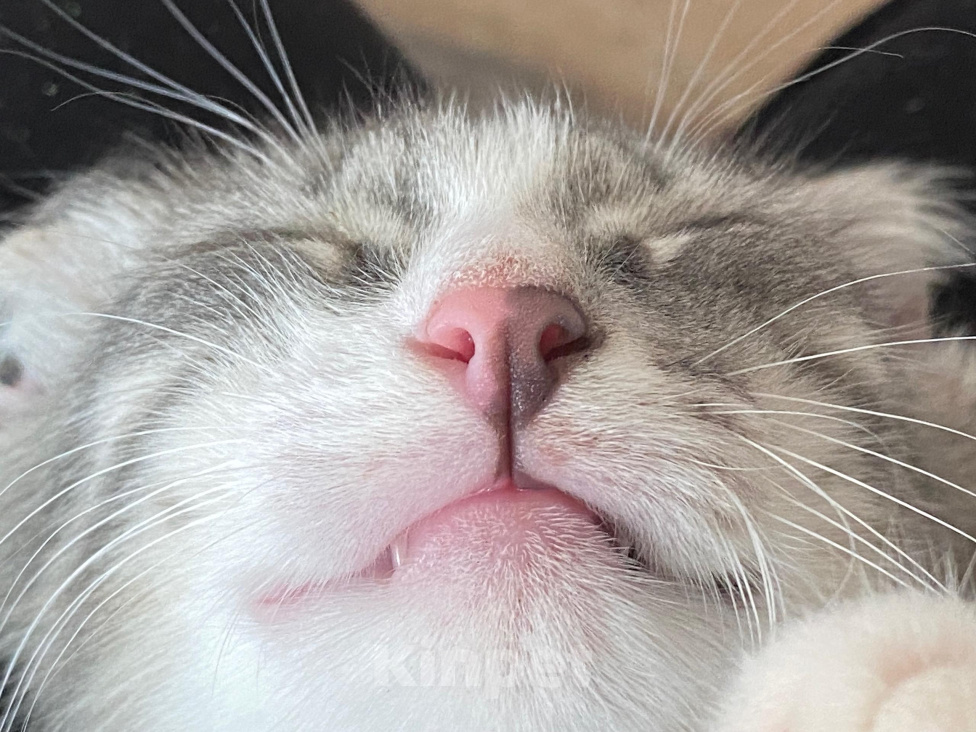 Кошки в Нижнем Новгороде: Котенок в добрые руки Девочка, Бесплатно - фото 8
