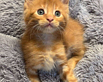 Кошки в Санкт-Петербурге: котенок мейн-кун# Мальчик, 50 000 руб. - фото 4