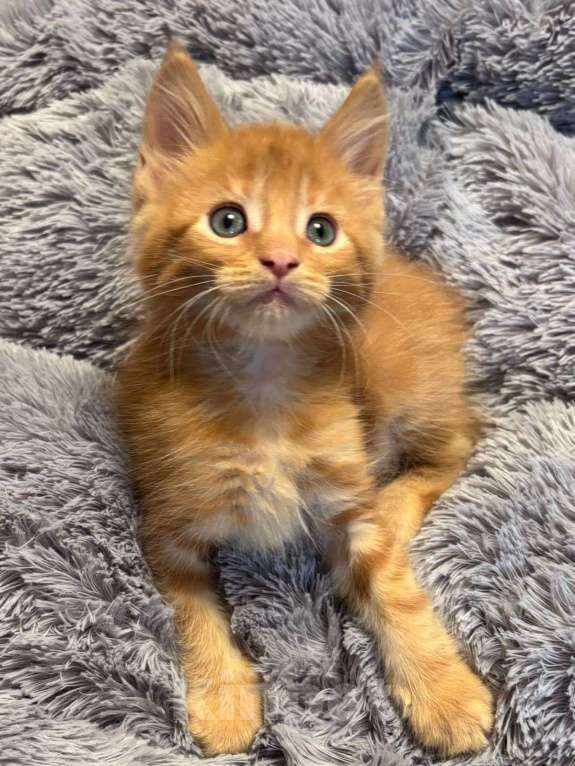 Кошки в Санкт-Петербурге: котенок мейн-кун# Мальчик, 50 000 руб. - фото 4