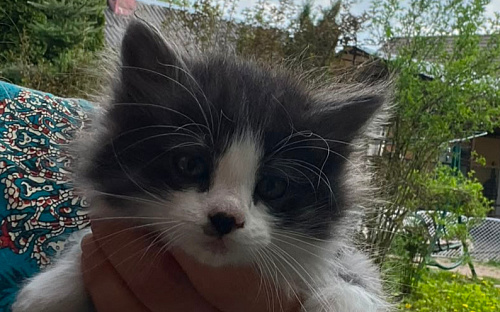 Котенок ищет дом