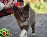 Собаки в Москве: Ненецкая оленегонная лайка, сука Ежевичка. Девочка, 80 000 руб. - фото 6