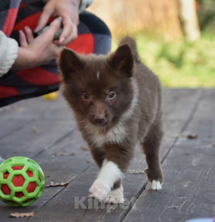 Собаки в Москве: Ненецкая оленегонная лайка, сука Ежевичка. Девочка, 80 000 руб. - фото 6