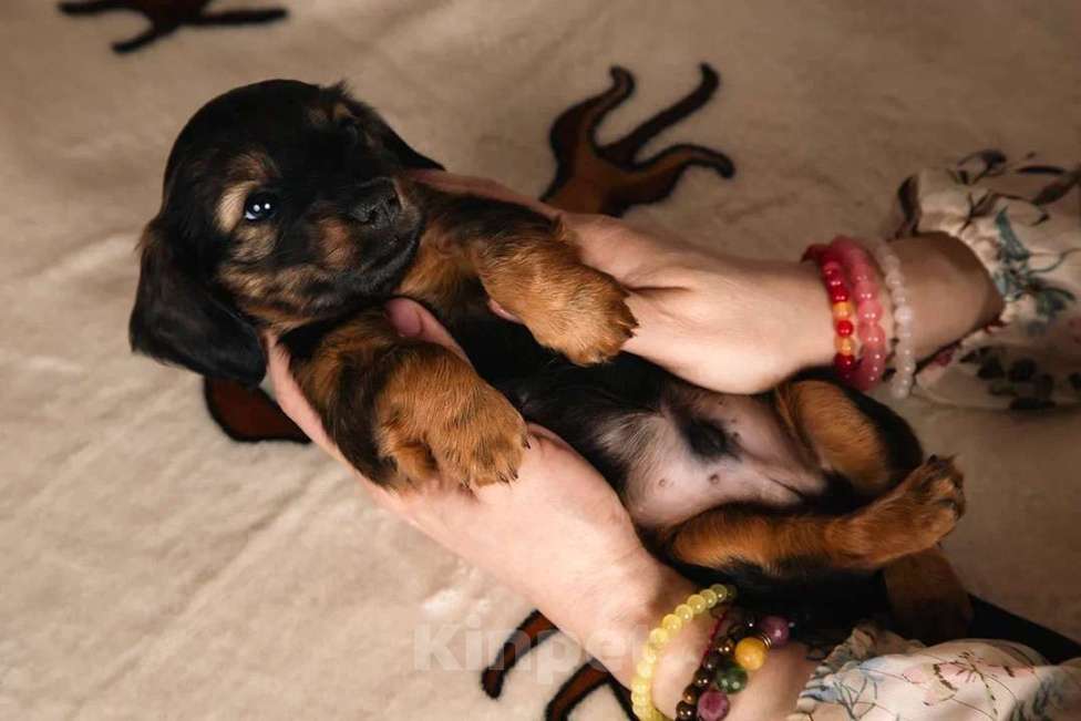 Собаки в Москве: Элвин - рыжий бурундук Мальчик, 125 000 руб. - фото 7