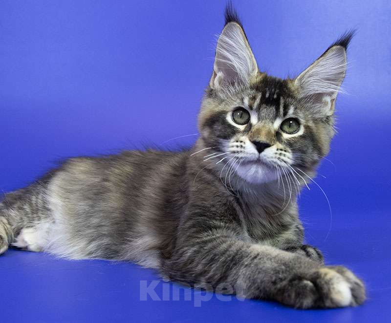 Кошки в Москве: Котенок Мейн Кун Девочка, Бесплатно - фото 2