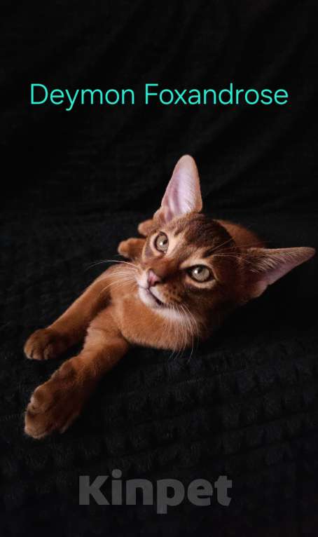 Кошки в Москве: Абиссинские котята Мальчик, 65 000 руб. - фото 2