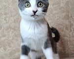 Кошки в Москве: Голубо-белый котёнок в добрые руки  Мальчик, Бесплатно - фото 2