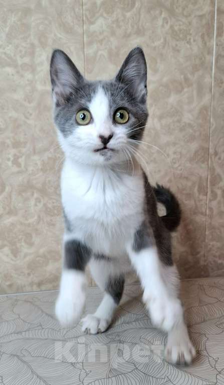 Кошки в Москве: Голубо-белый котёнок в добрые руки  Мальчик, Бесплатно - фото 2