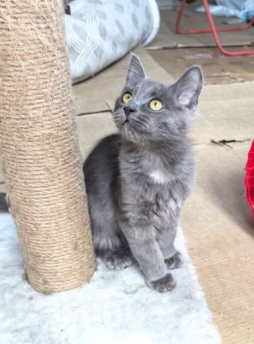 Кошки в Москве: Маленькая Дымка ищет семью! Девочка, Бесплатно - фото 8