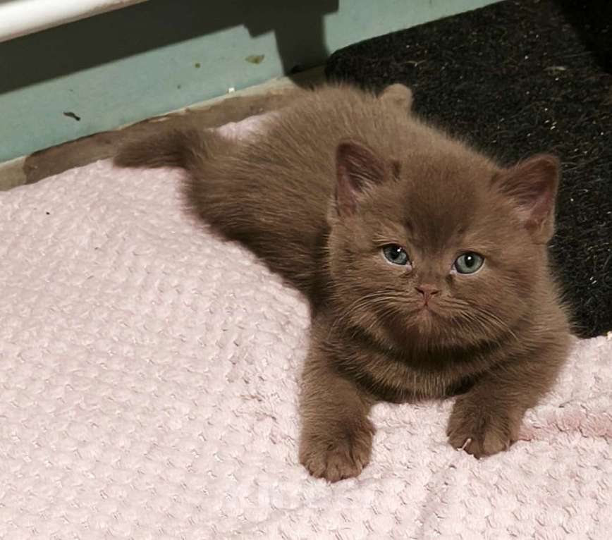 Кошки в Воронеже: Британские котята , окрас циннамон . Литер А - 3 мальчика и 3 девочки Девочка, 200 000 руб. - фото 2