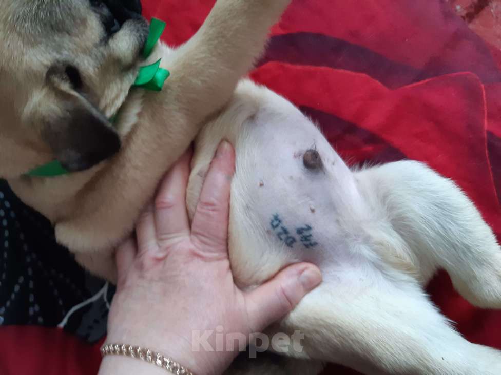 Собаки в Новосибирске: Мальчик щайчик с документами РКФ Мальчик, 45 000 руб. - фото 3