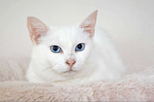 Кошечка Зефирка ищет дом