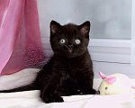 Кошки в Мурином: Британский котик черного окраса Мальчик, 38 000 руб. - фото 8