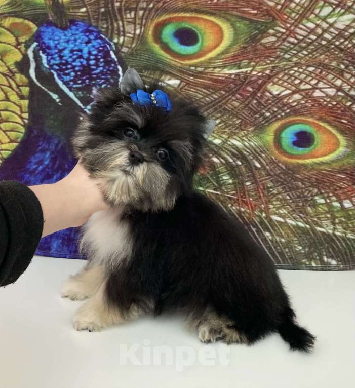 Собаки в Москве: Чёрный йорк стандарт девочка бэби фейс Девочка, 70 000 руб. - фото 4