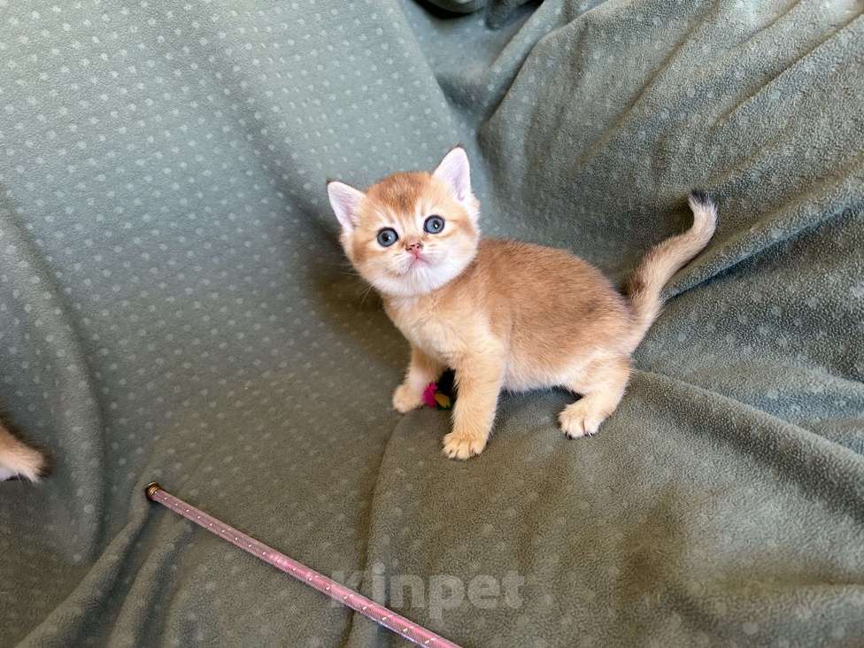 Кошки в Москве: Кошечка золотая шиншилла Девочка, 25 000 руб. - фото 8