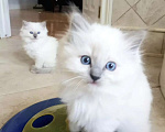 Кошки в Москве: Девочки Рэгдолл свободны Девочка, 80 000 руб. - фото 2