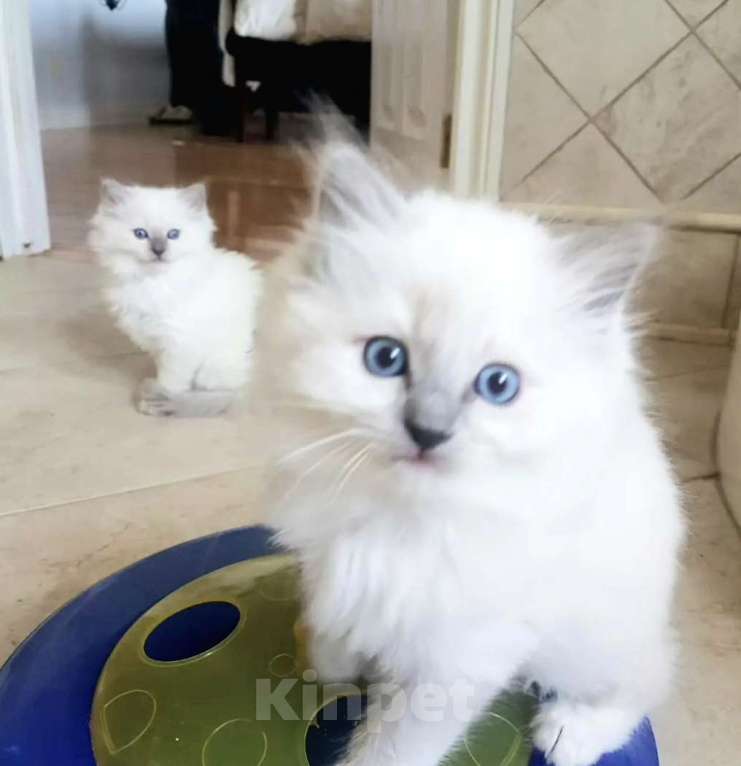 Кошки в Москве: Девочки Рэгдолл свободны Девочка, 80 000 руб. - фото 2