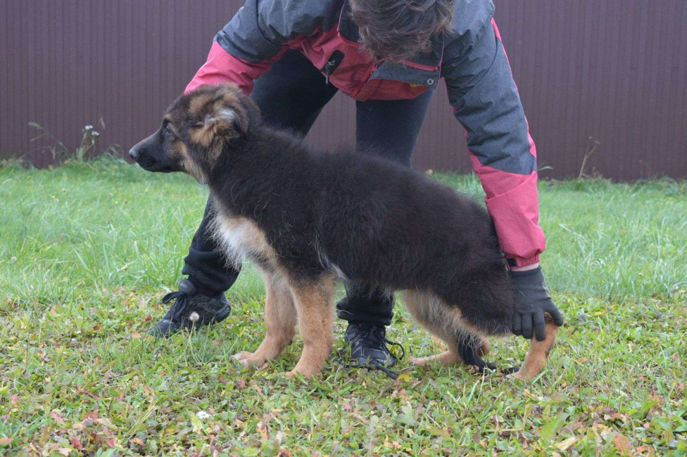 Собаки в Коломне: Продам щенка немецкой овчарки д ш. Девочки Девочка, 50 000 руб. - фото 6