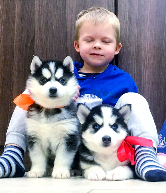 Собаки в Нягани: Хаски Щенки Разных окрасов Разнополые, Бесплатно - фото 1