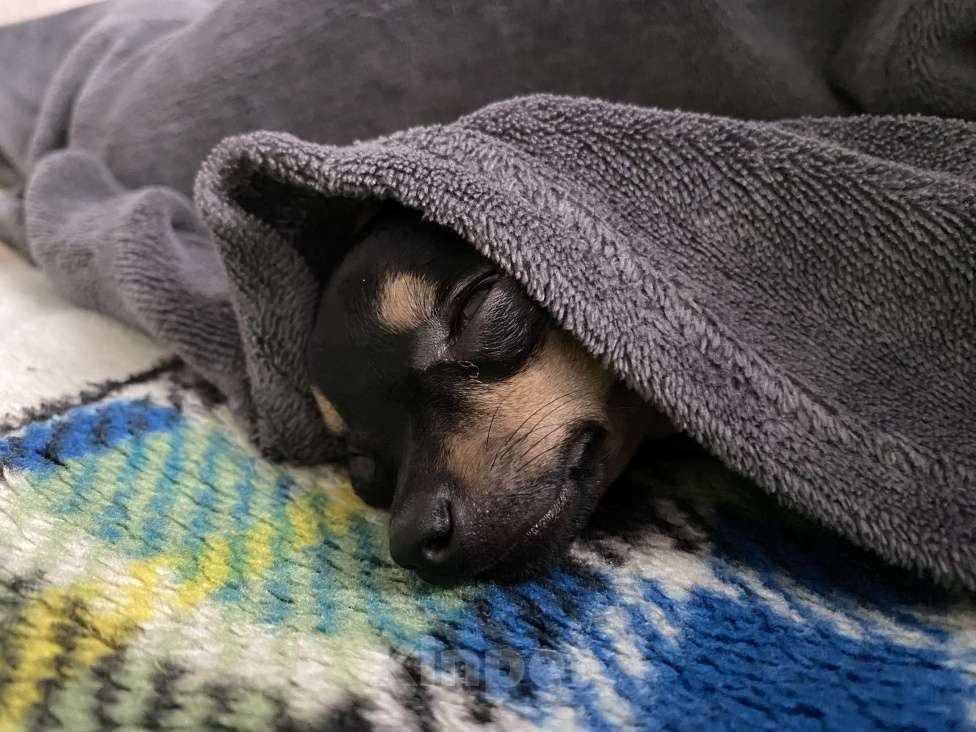 Собаки в Краснодаре: Той терьер мини , девочка  Девочка, 25 000 руб. - фото 3