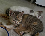 Кошки в Краснодаре: Отдам котят в добрые руки Девочка, Бесплатно - фото 6