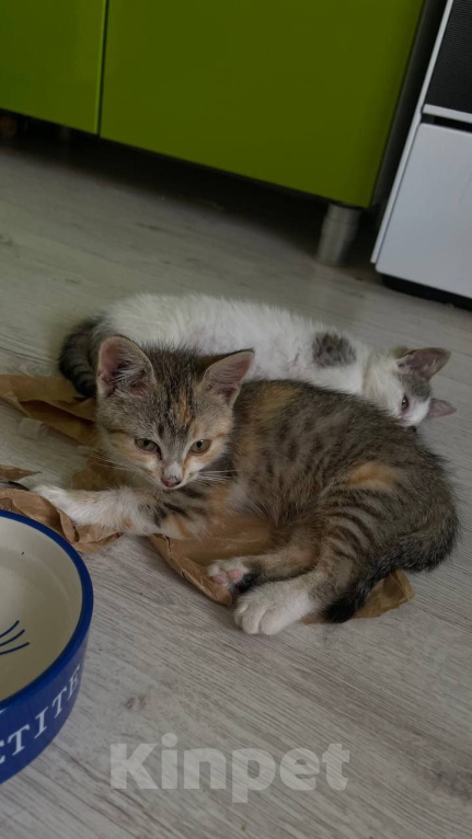 Кошки в Краснодаре: Отдам котят в добрые руки Девочка, Бесплатно - фото 6