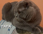 Кошки в Краснодаре: Шотландская прямоухая девочка Девочка, 12 000 руб. - фото 1