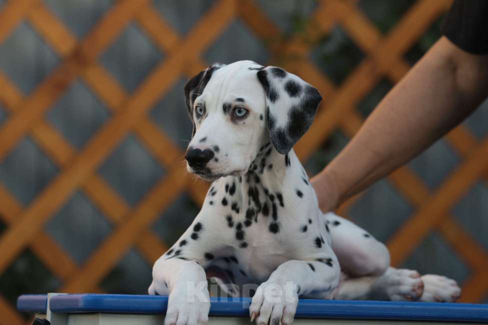 Собаки в Москве: Щенок далматина с голубыми глазами Мальчик, Бесплатно - фото 2