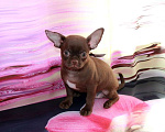 Собаки в Колпино: Чихуахуа щенки Мальчик, 25 000 руб. - фото 2