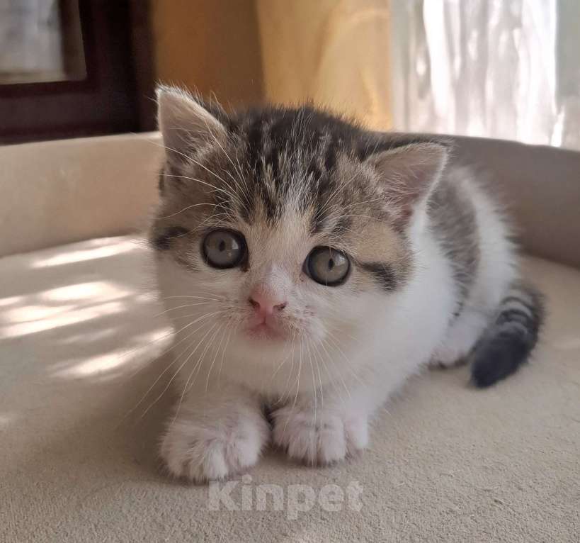 Кошки в Ярославле: Шотландская короткошерстная девочка. Девочка, 30 000 руб. - фото 8