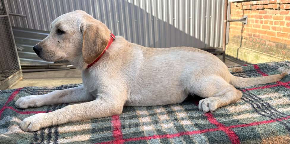 Собаки в Краснодаре: Щенки лабрадора палевые ркф  Девочка, 25 000 руб. - фото 2