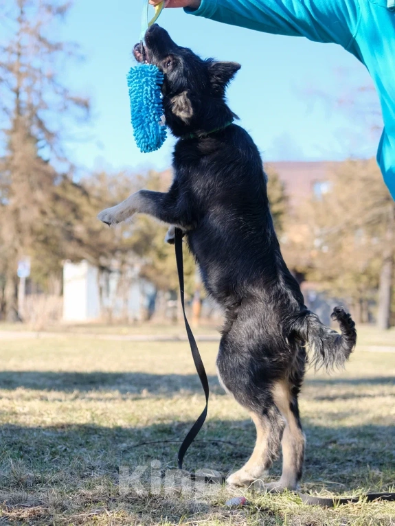 Собаки в Москве: Щенок в добрые руки (помесь с овчаркой) Девочка, Бесплатно - фото 10