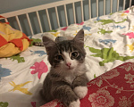Кошки в Екатеринбурге: Котёнок девочка Девочка, Бесплатно - фото 2