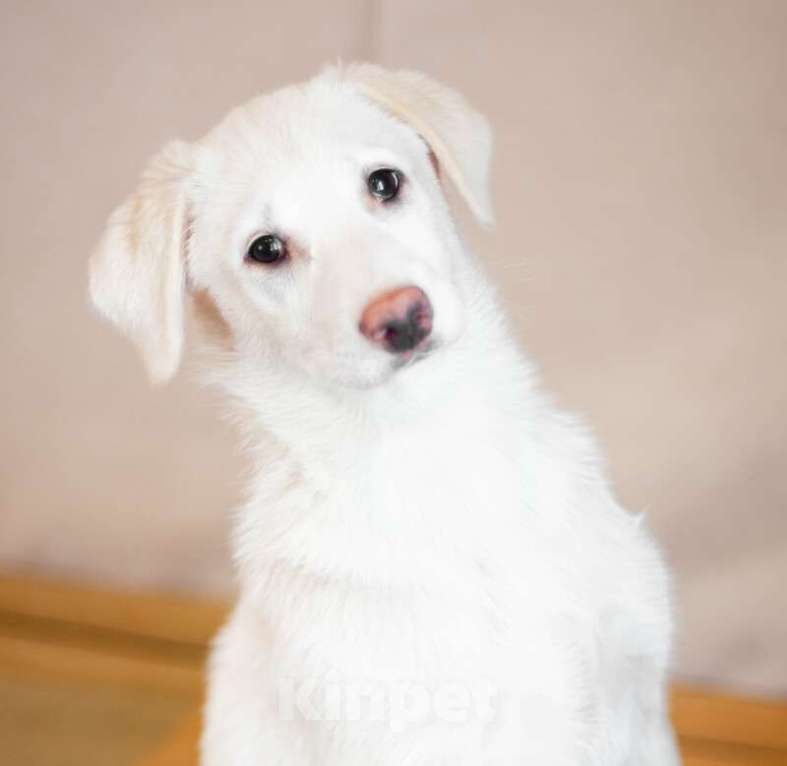 Собаки в Москве: Щенки от аусси и лабрадора в добрые руки Девочка, Бесплатно - фото 2