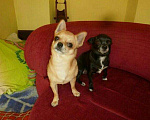 Собаки в Симферополе: Вязка,чихуахуа,маленький, 1 руб. - фото 2