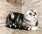 Кошки в Новосибирске: Кот на вязку шотландский вислоухий, 1 500 руб. - фото 2