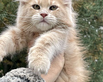 Кошки в Санкт-Петербурге: Мейн Кун котята Мальчик, 60 000 руб. - фото 2
