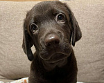Собаки в других городах Московской области: Продаётся щенок лабрадора Мальчик, 40 000 руб. - фото 4