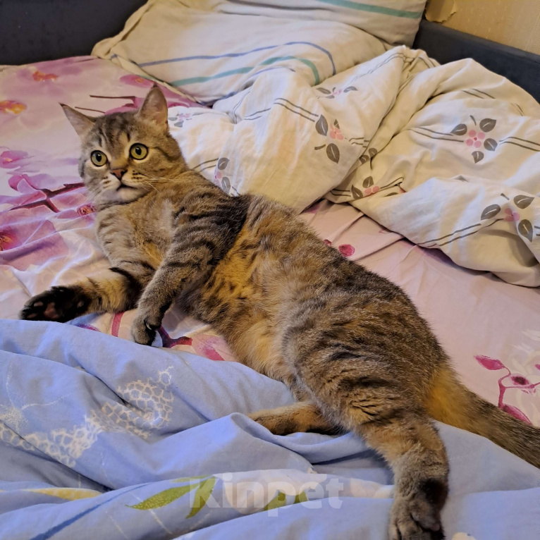 Кошки в Санкт-Петербурге: Продам котят Девочка, 9 000 руб. - фото 3