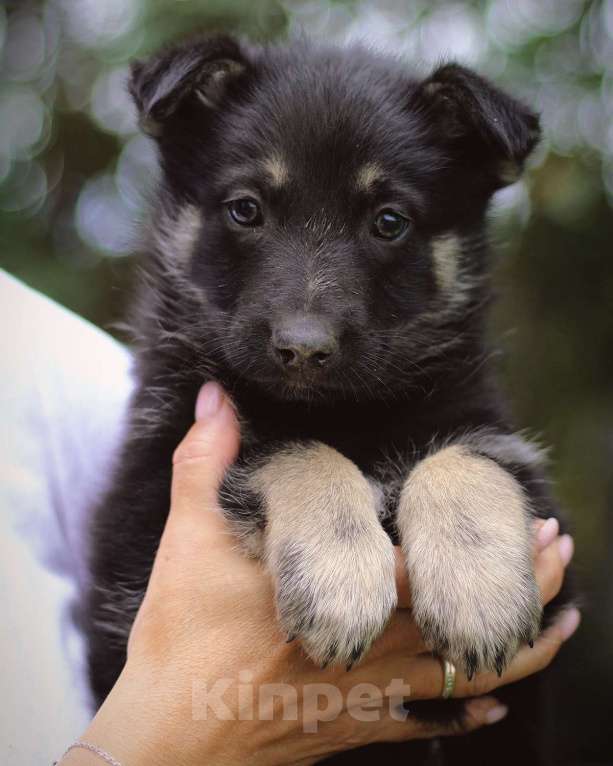 Собаки в Москве: Щенки - девочки ищут дом! Девочка, Бесплатно - фото 6