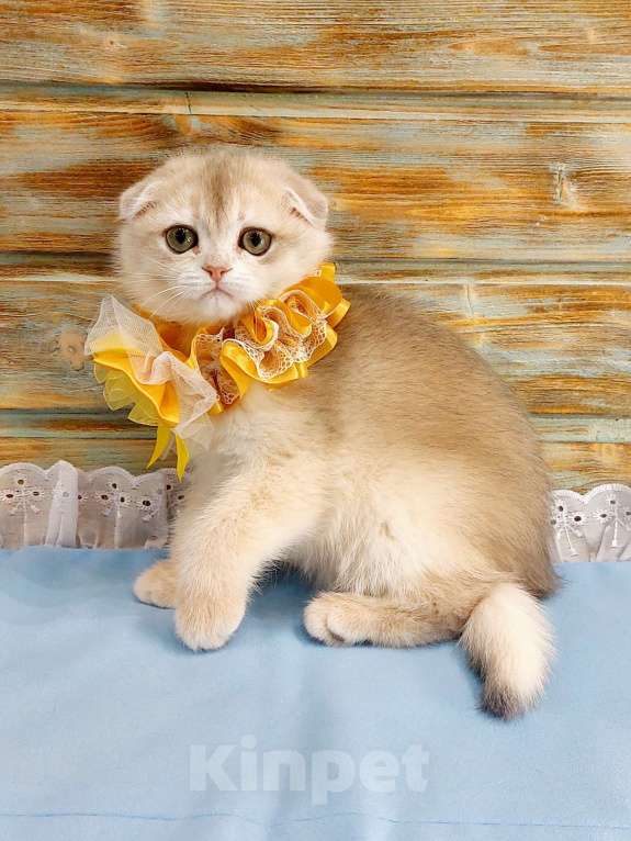 Кошки в Санкт-Петербурге: Шотландская шиншилла фолд девочка  Девочка, 50 000 руб. - фото 3