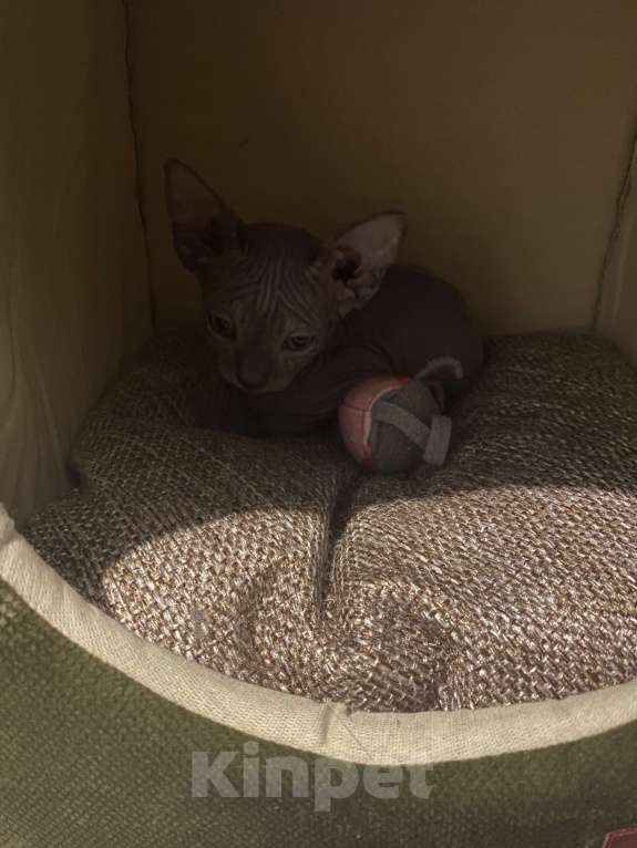Кошки в Ростове-на-Дону: Канадский сфинкс  Мальчик, Бесплатно - фото 2