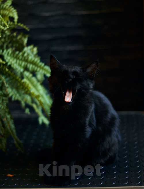 Кошки в Москве: Активные бесстрашные черные котята-мальчики в добрые руки Мальчик, 10 руб. - фото 3