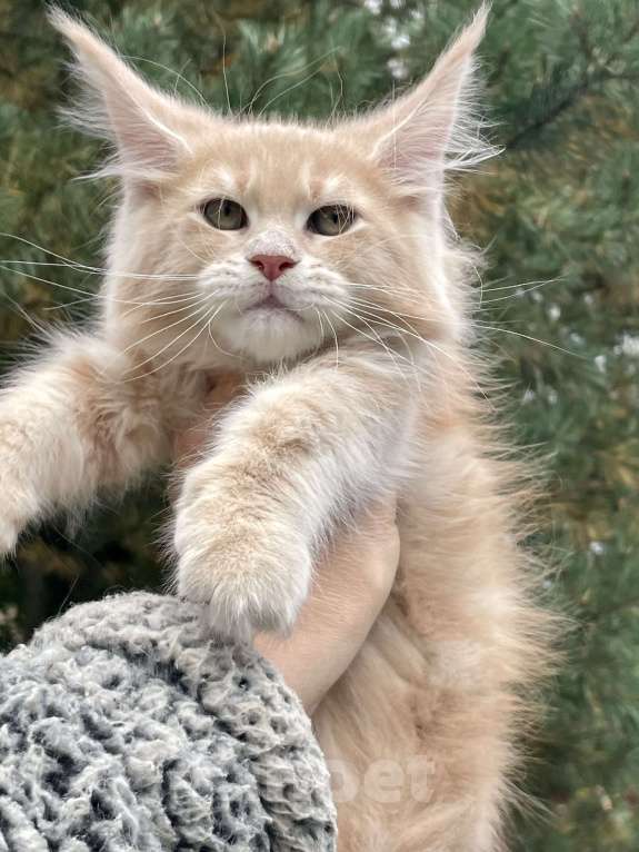 Кошки в Санкт-Петербурге: Мейн Кун котята Мальчик, 60 000 руб. - фото 2