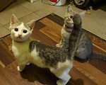 Кошки в Саке: Очаровательная кошечка ищет дом и добрых хозяев.  Девочка, Бесплатно - фото 1