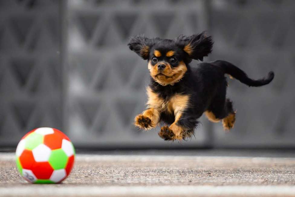 Собаки в Новосибирске: Щенок Кавалер кинг чарльз спаниель(Эвита) Девочка, 90 000 руб. - фото 3