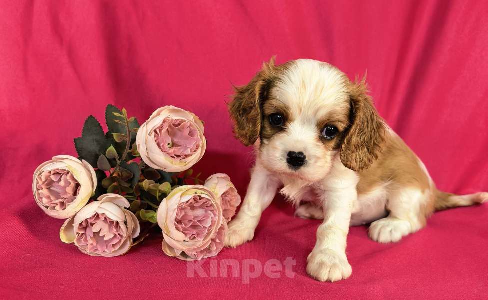 Собаки в Москве: Мальчик Кавалер Кинг Чарльз Спаниель Мальчик, 90 000 руб. - фото 5