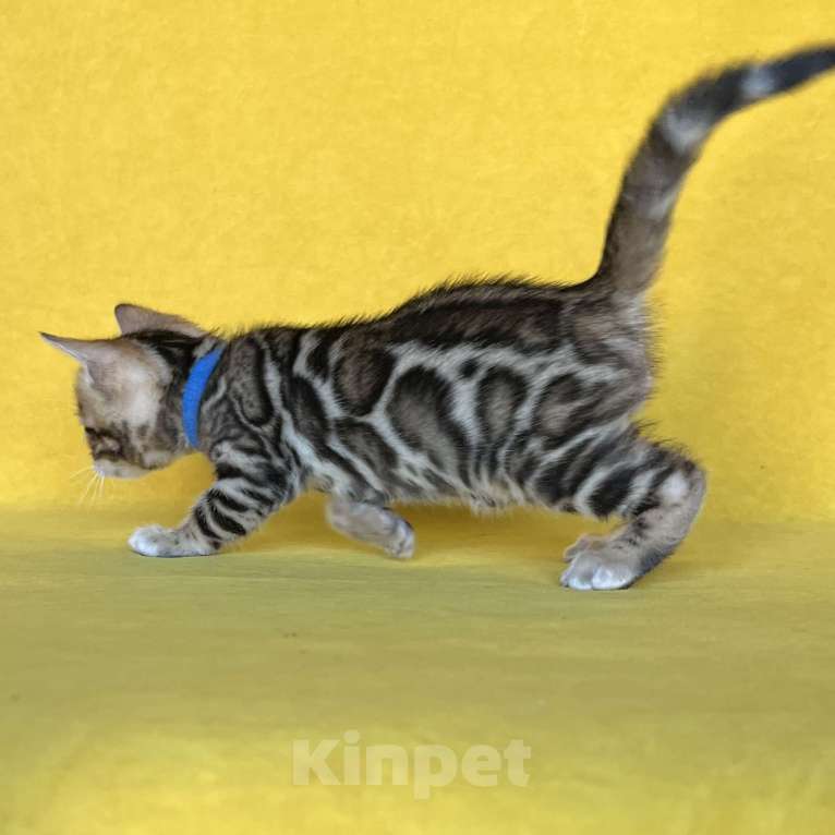 Кошки в Москве: Бенгальский котёнок с документами  Мальчик, 80 000 руб. - фото 3