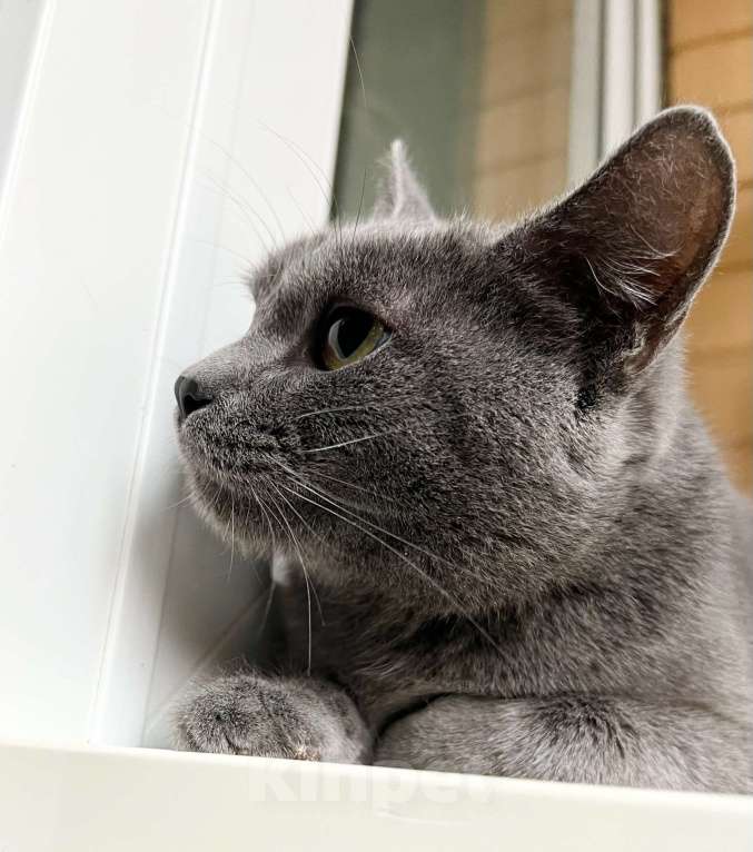 Кошки в Москве: Красивый молодой котик Сержант в добрые руки Мальчик, Бесплатно - фото 3