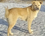 Собаки в Кемерово: Воспитанный щенок в добрые руки Мальчик, 100 руб. - фото 1