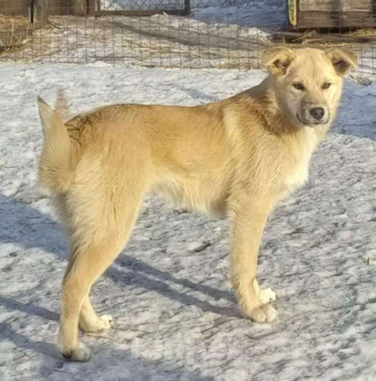Собаки в Кемерово: Воспитанный щенок в добрые руки Мальчик, 100 руб. - фото 1